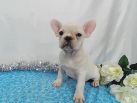 AKC Registered French Bulldog For Sale Wooster OH, Male- Dakota