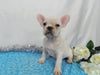 AKC Registered French Bulldog For Sale Wooster OH, Male- Dakota