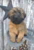 AKC Registered Soft Coated Wheaten Terrier For Sale Fredericksburg, OH Male- Dakota