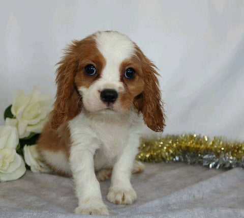 AKC Registered Cavalier King Charles Spaniel For Sale Wooster, OH Male- Dakota