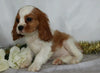 AKC Registered Cavalier King Charles Spaniel For Sale Wooster, OH Male- Dakota
