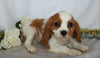 AKC Registered Cavalier King Charles Spaniel For Sale Wooster, OH Male- Dakota
