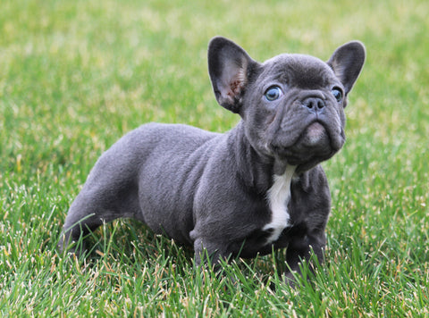 AKC Registered French Bulldog For Sale Millersburg, OH Female- Callie