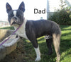 AKC Registered Boston Terrier For Sale Warsaw, OH Male- Bozo -RARE BLUE COLOR-