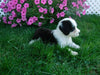 F1B Sheepadoodle For Sale Baltic, OH Male- Danny