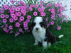 F1B Sheepadoodle For Sale Baltic, OH Male- Danny