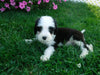 F1B Sheepadoodle For Sale Baltic, OH Male- Danny
