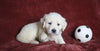 AKC Registered English Cream Golden Retriever For Sale Fredericksburg, OH Female- Darla