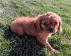 ACA Registered Cavalier King Charles Spaniel For Sale Millersburg, OH Female- Darla