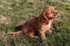 ACA Registered Cavalier King Charles Spaniel For Sale Millersburg, OH Female- Darla