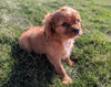 ACA Registered Cavalier King Charles Spaniel For Sale Millersburg, OH Female- Darla