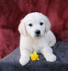 AKC Registered English Cream Golden Retriever For Sale Fredericksburg, OH Male- Darren