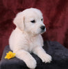 AKC Registered English Cream Golden Retriever For Sale Fredericksburg, OH Male- Darren