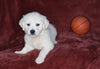 AKC Registered English Cream Golden Retriever For Sale Fredericksburg, OH Male- Darren