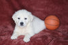 AKC Registered English Cream Golden Retriever For Sale Fredericksburg, OH Male- Darren