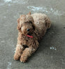 F1B Mini Goldendoodle For Sale Millersburg, OH Male- Logan
