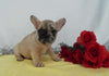 AKC Registered French Bulldog For Sale Wooster OH, Female- Dawn