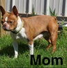 AKC Registered Boston Terrier For Sale Warsaw, OH Female- Bonnie -RARE BLUE COLOR-