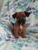 Jack-a-poo For Sale Haven, Kansas Female- Dee Dee