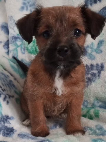Jack-a-poo For Sale Haven, Kansas Female- Dee Dee