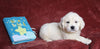 AKC Registered English Cream Golden Retriever For Sale Fredericksburg, OH Female- Delilah
