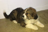 Bernese Mountain Dog Mix For Sale Brinkhaven, OH Female- Delilah
