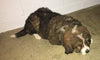 Bernese Mountain Dog Mix For Sale Brinkhaven, OH Female- Delilah