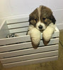 Bernese Mountain Dog Mix For Sale Brinkhaven, OH Female- Delilah