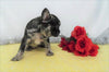 AKC Registered French Bulldog For Sale Wooster OH, Female- Della