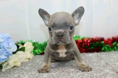 AKC Registered French Bulldog For Sale Wooster, OH Male- Denver