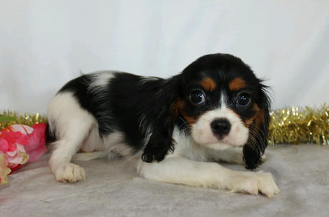AKC Registered Cavalier King Charles Spaniel For Sale Wooster, OH Female- Destiny