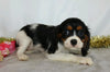 AKC Registered Cavalier King Charles Spaniel For Sale Wooster, OH Female- Destiny