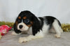 AKC Registered Cavalier King Charles Spaniel For Sale Wooster, OH Female- Destiny