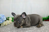 AKC Registered French Bulldog For Sale Wooster, OH Male- Devyn