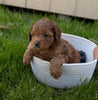 Cockapoo For Sale Fredericksburg, OH Male- Dexter