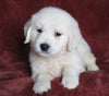 AKC Registered English Cream Golden Retriever For Sale Fredericksburg, OH Male- Diamond