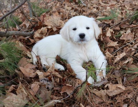AKC Registered English Cream Golden Retriever For Sale Fredericksburg, OH Male- Diamond