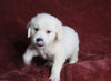 AKC Registered English Cream Golden Retriever For Sale Fredericksburg, OH Male- Diamond