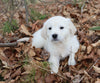 AKC Registered English Cream Golden Retriever For Sale Fredericksburg, OH Male- Diamond