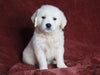 AKC Registered English Cream Golden Retriever For Sale Fredericksburg, OH Male- Diamond