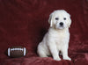 AKC Registered English Cream Golden Retriever For Sale Fredericksburg, OH Female- Diann