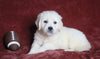 AKC Registered English Cream Golden Retriever For Sale Fredericksburg, OH Female- Diann
