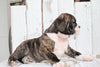 Beabull For Sale Holmesville, OH Male- Diesel