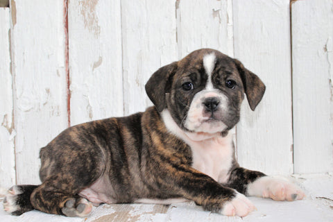 Beabull For Sale Holmesville, OH Male- Diesel