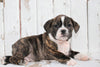 Beabull For Sale Holmesville, OH Male- Diesel