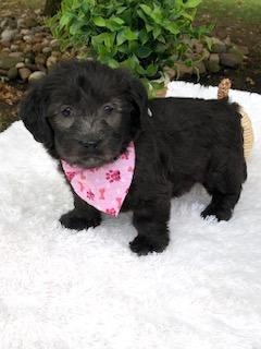 F1 Mini Labradoodle For Sale Dundee, OH Female- Diva