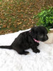 F1 Mini Labradoodle For Sale Dundee, OH Female- Diva