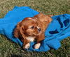 ACA Registered Cavalier King Charles Spaniel For Sale Millersburg, OH Female- Dixie