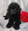 Medium F1B Labradoodle For Sale Millersburg, OH Female- Dixie