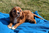 ACA Registered Cavalier King Charles Spaniel For Sale Millersburg, OH Female- Dixie